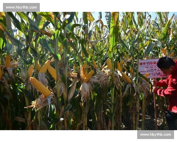 国外高效伐木：技术如何做到省时省力？